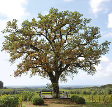 Tenuta dell'Ornellaia: Tuscany’s Pinnacle of Elegance and Innovation