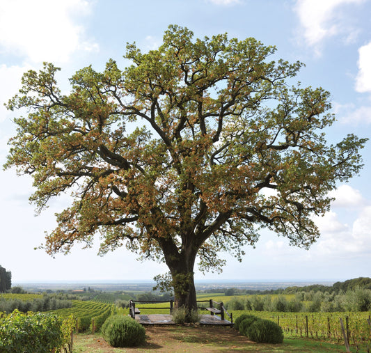 Tenuta dell'Ornellaia: Tuscany’s Pinnacle of Elegance and Innovation